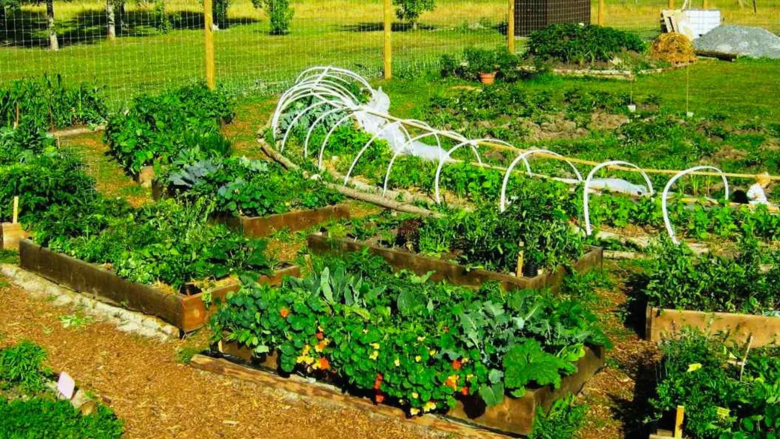 Raised bed permaculture garden layout with companion planting and hoop covers