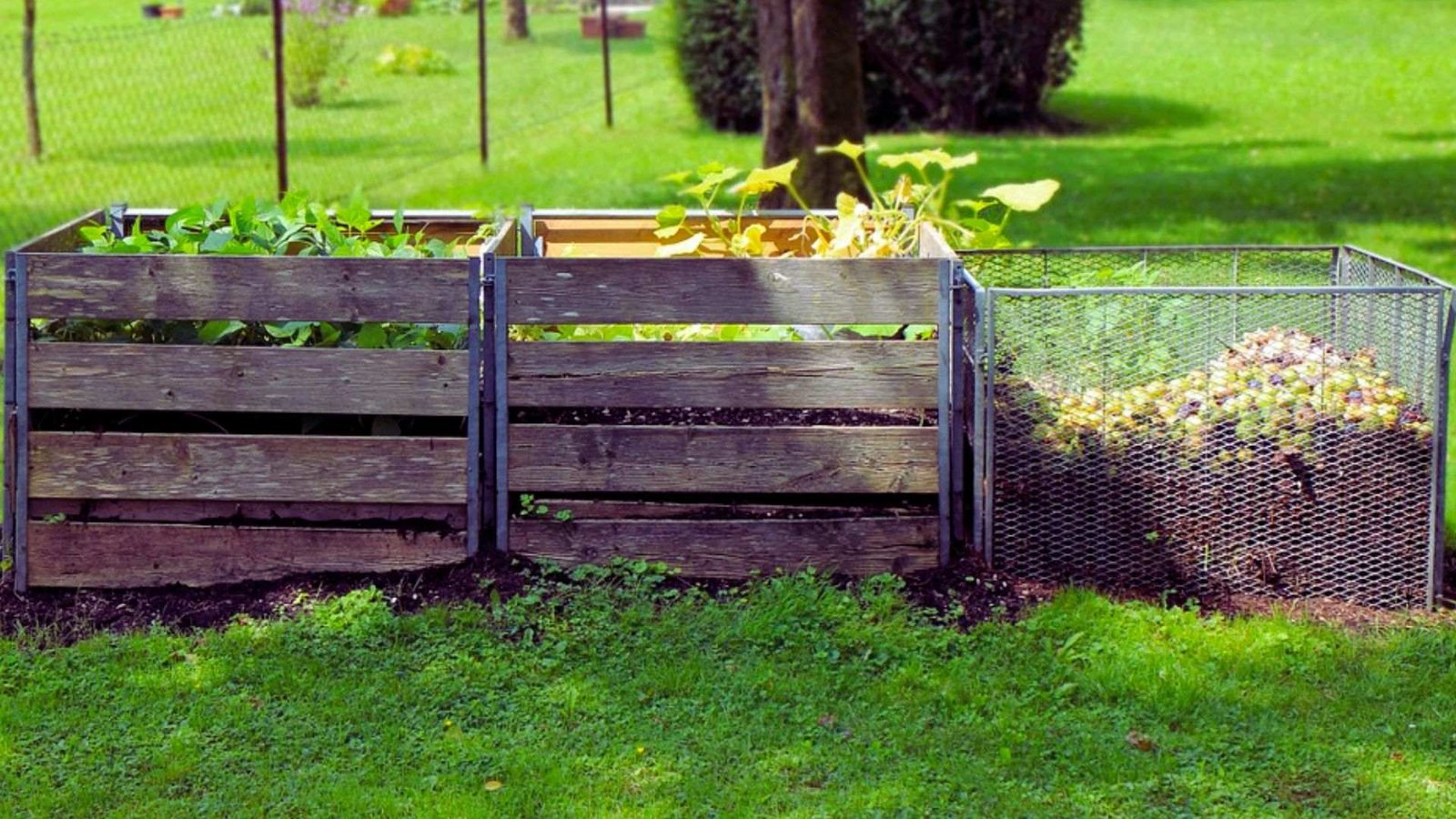 Three-bin compost system with wooden and wire bins for permaculture garden