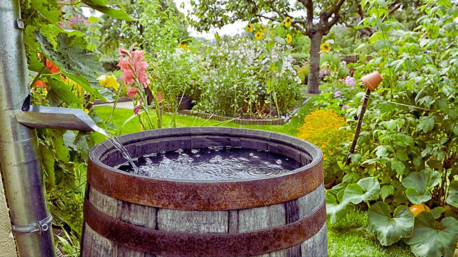 Wooden rain barrel collecting rainwater from downspout in lush permaculture garden