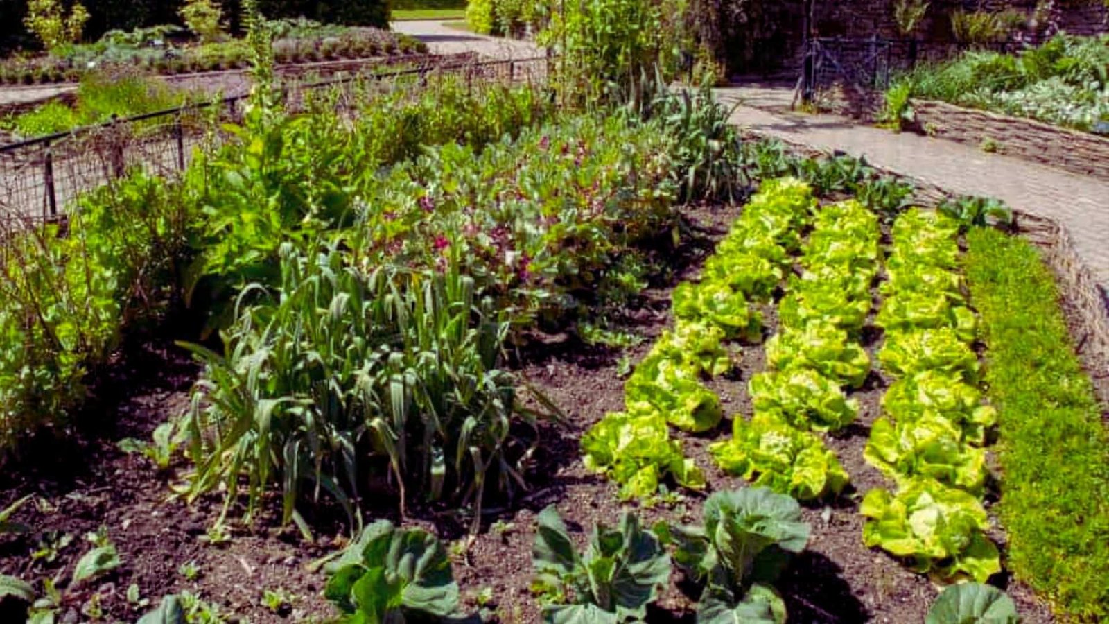 Rows of lettuce, garlic, and cabbage in a beginners permaculture kitchen garden bed
