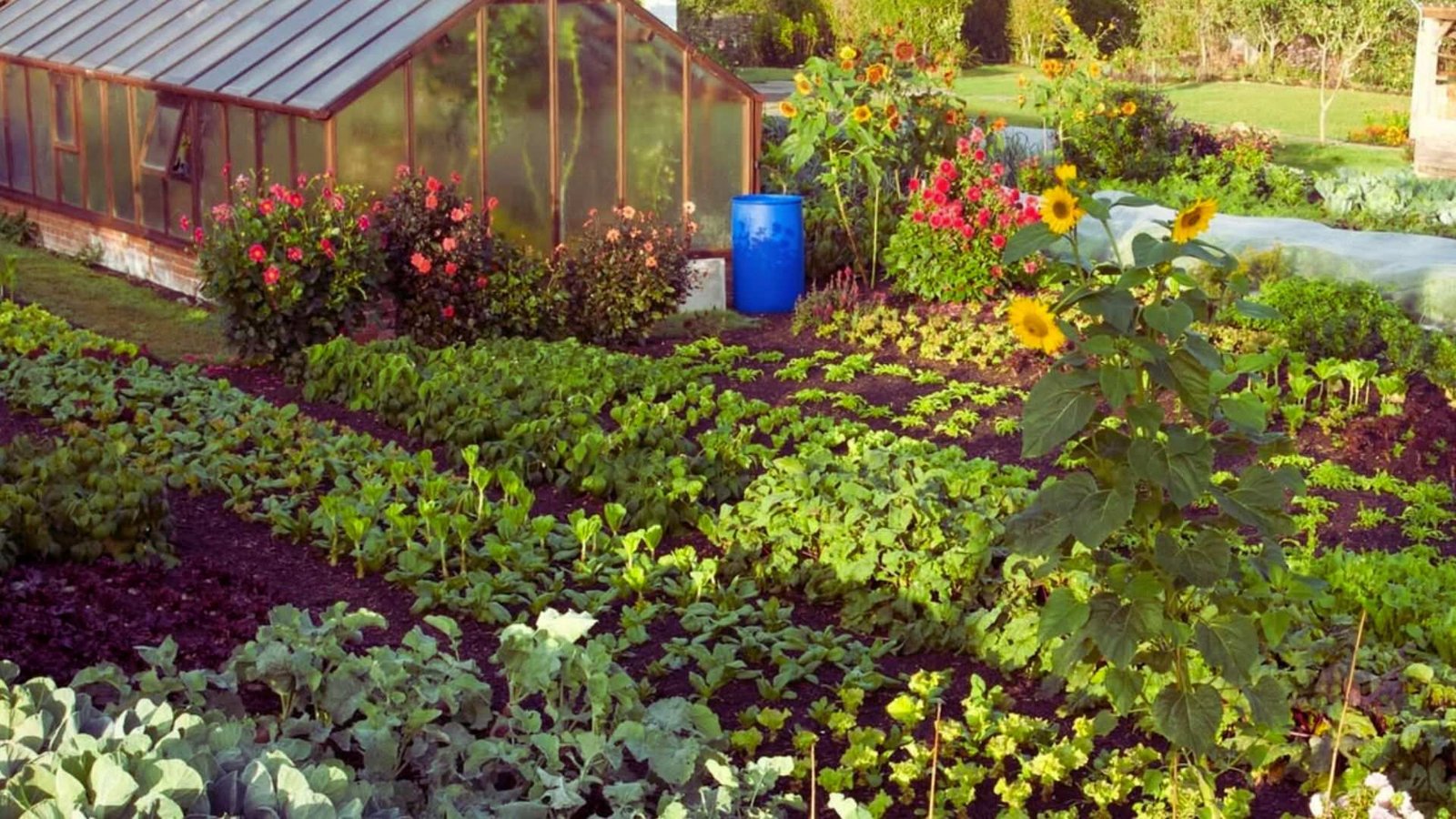 Permaculture garden layout with greenhouse, sunflowers, and vegetable beds in sunlight