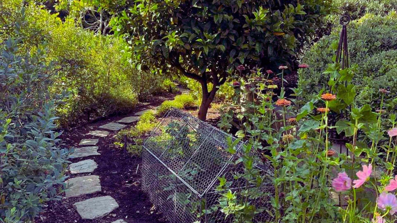 Stone stepping path through permaculture garden with fruit tree and flower beds