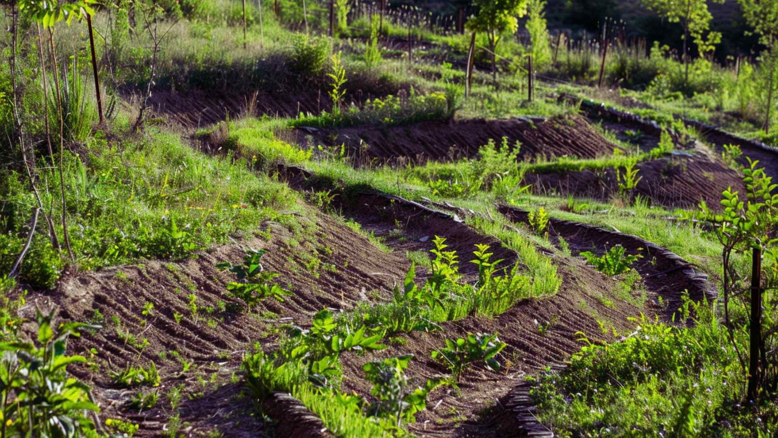 Terraced swales and contour beds measuring growing space on a sloped permaculture site