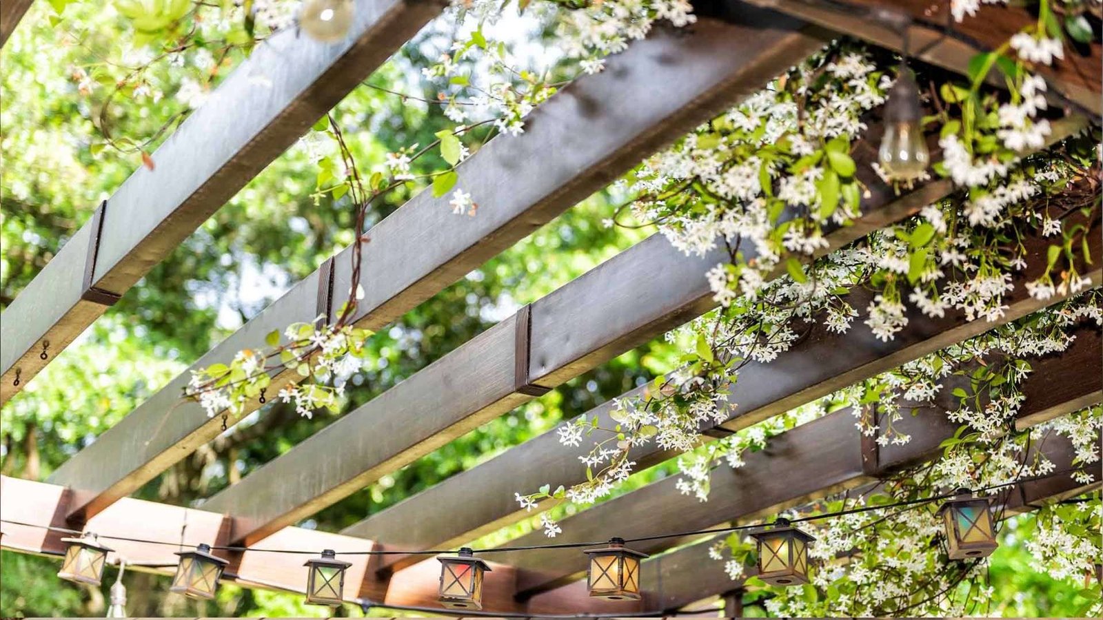 Wooden pergola beams covered in white flowering vines with hanging string lantern lights in a sunny garden.