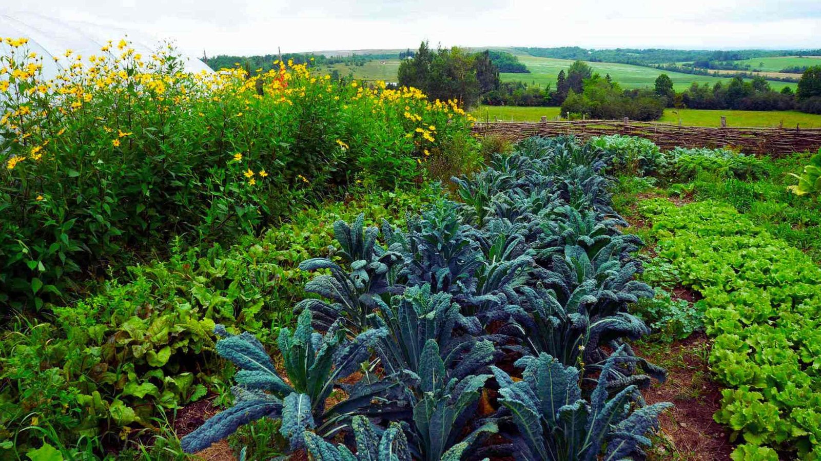 Lush permaculture garden with kale, lettuce, and wildflowers working together naturally