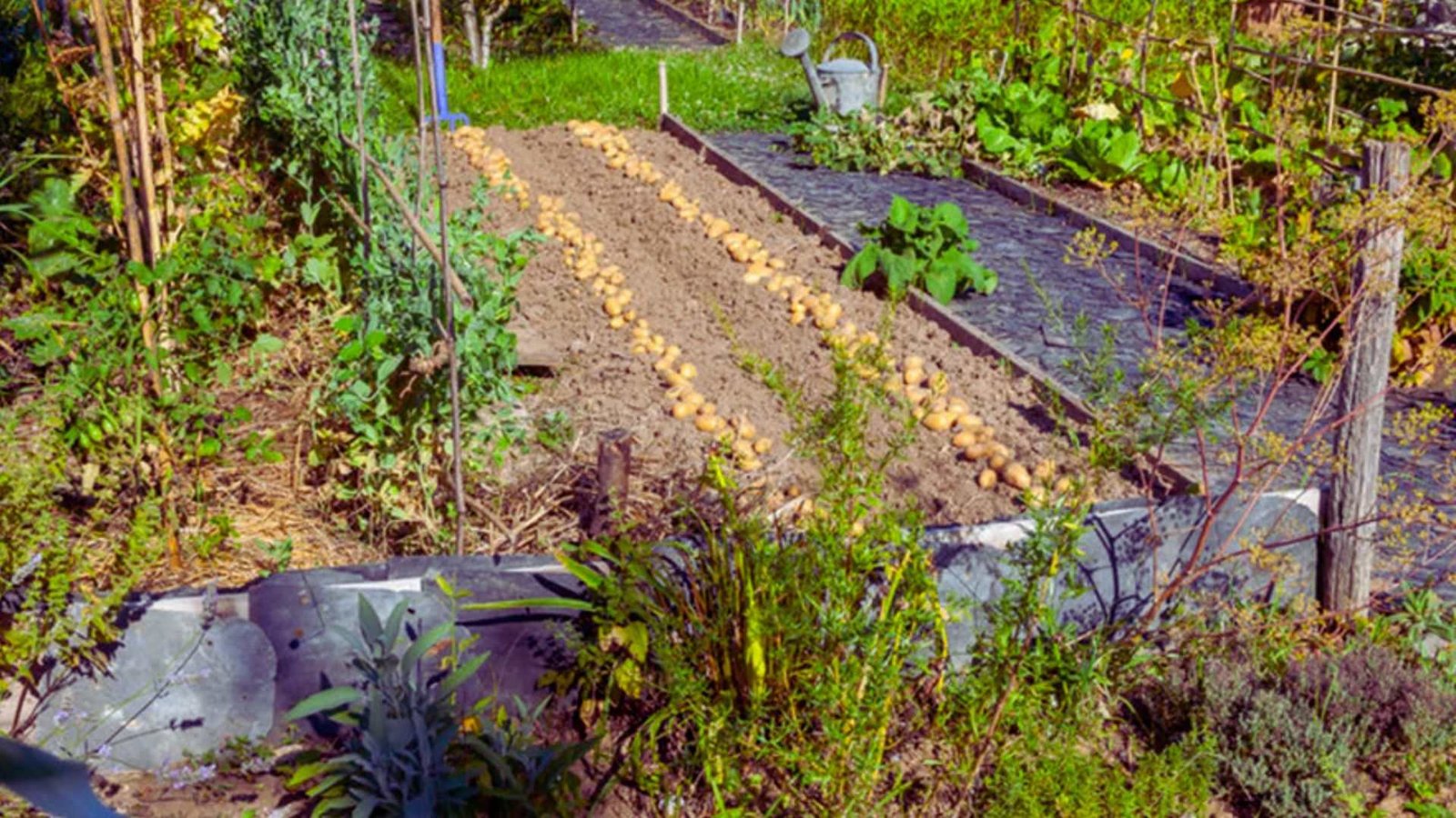 Raised garden bed with seed potatoes laid out surrounded by mulched plants