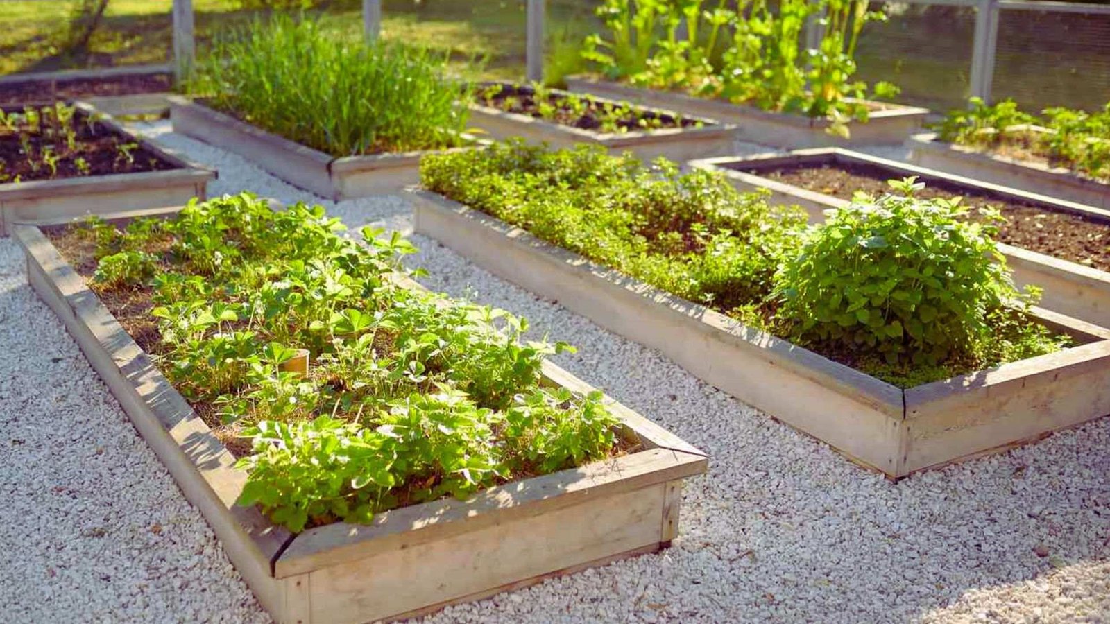 Wooden raised garden beds with herbs and vegetables on white gravel paths