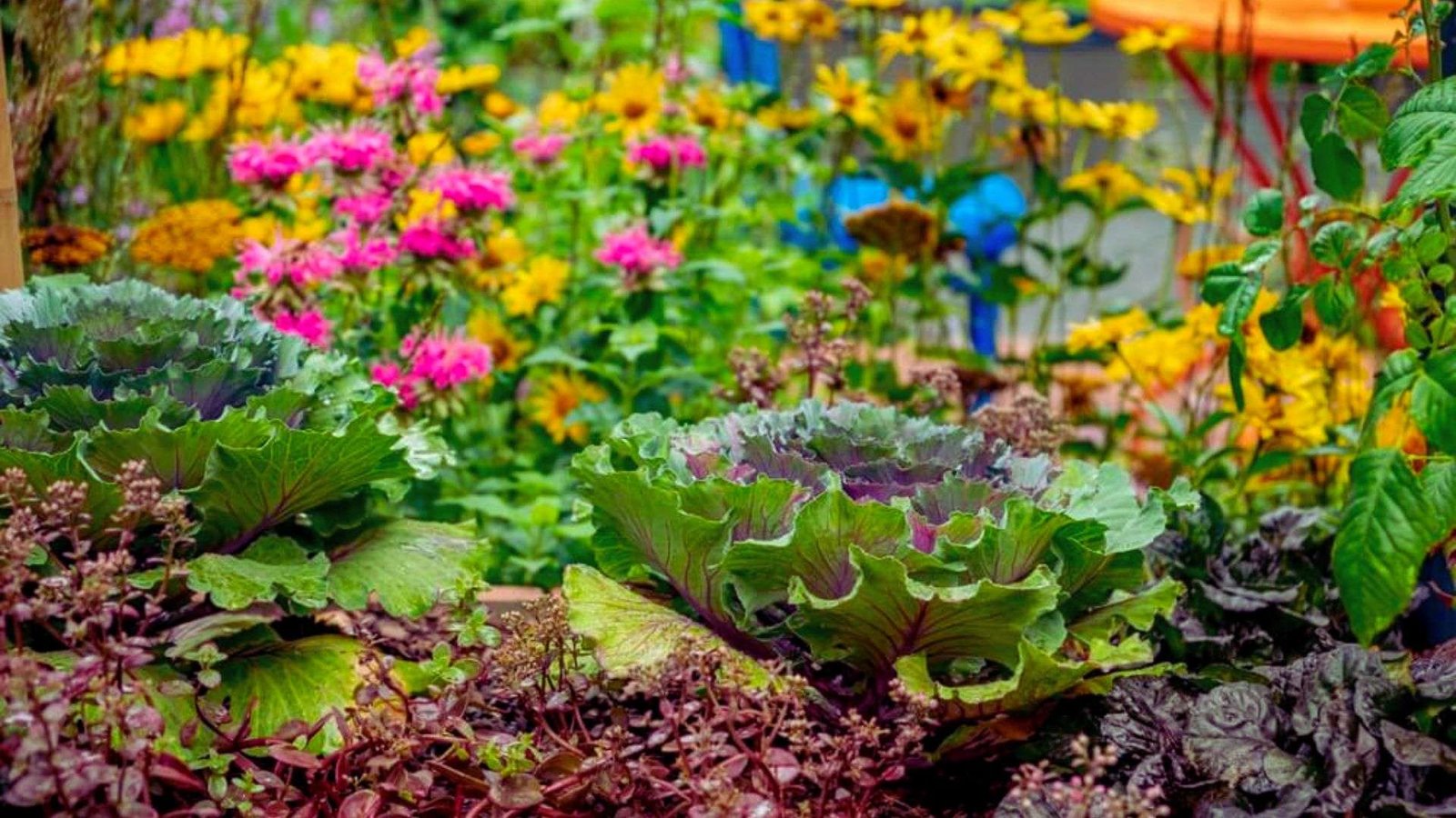 Colorful permaculture garden with edible kale, flowers, and companion planting