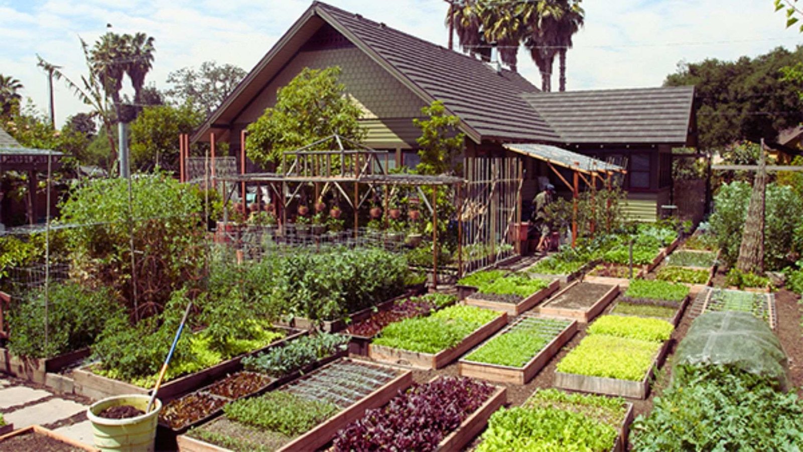 Raised bed vegetable garden with diverse greens and trellises for year-round harvest