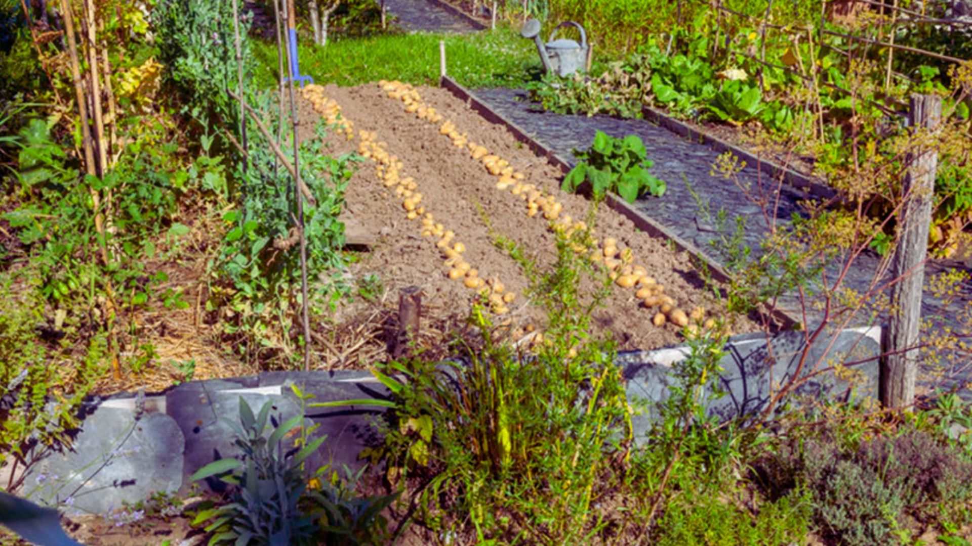 Raised garden bed with seed potatoes laid out surrounded by mulched plants