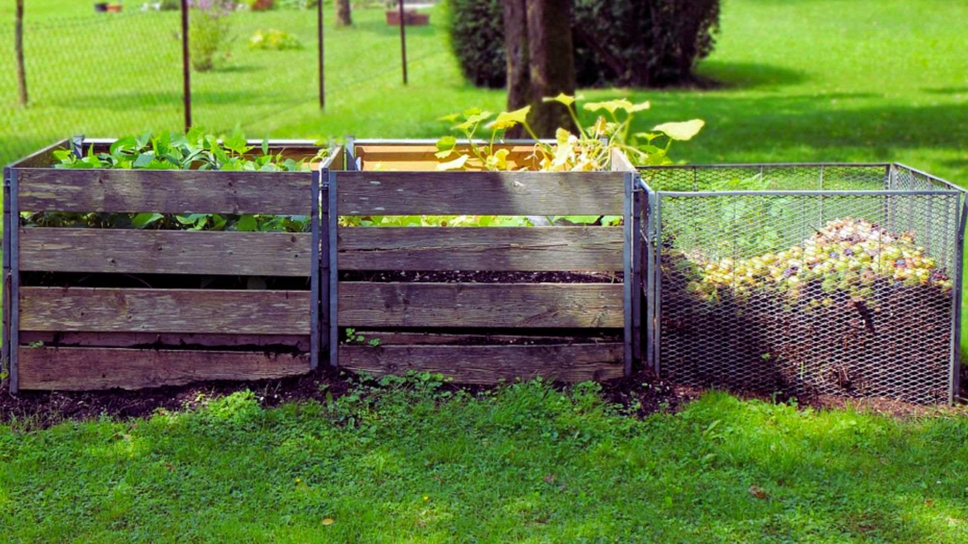 Three-bin compost system with wooden and wire bins for permaculture garden