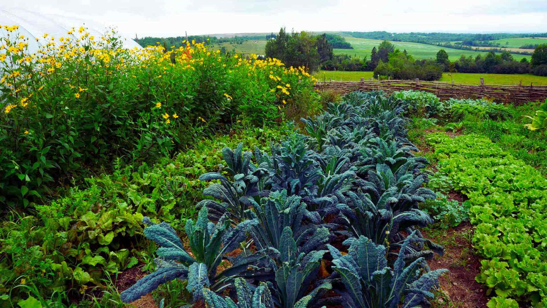 Lush permaculture garden with kale, lettuce, and wildflowers working together naturally