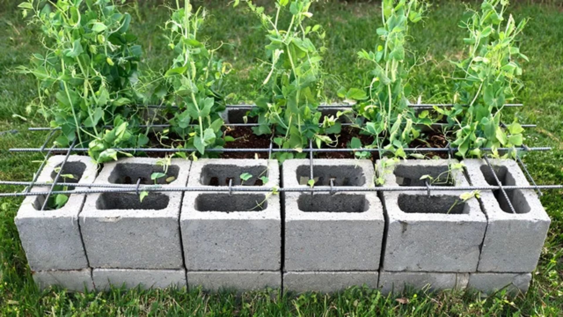 Narrow cinder block bed with rebar through the cores supporting climbing bean and pea vinesFile name-cinder-block-trellis-bed-climbers