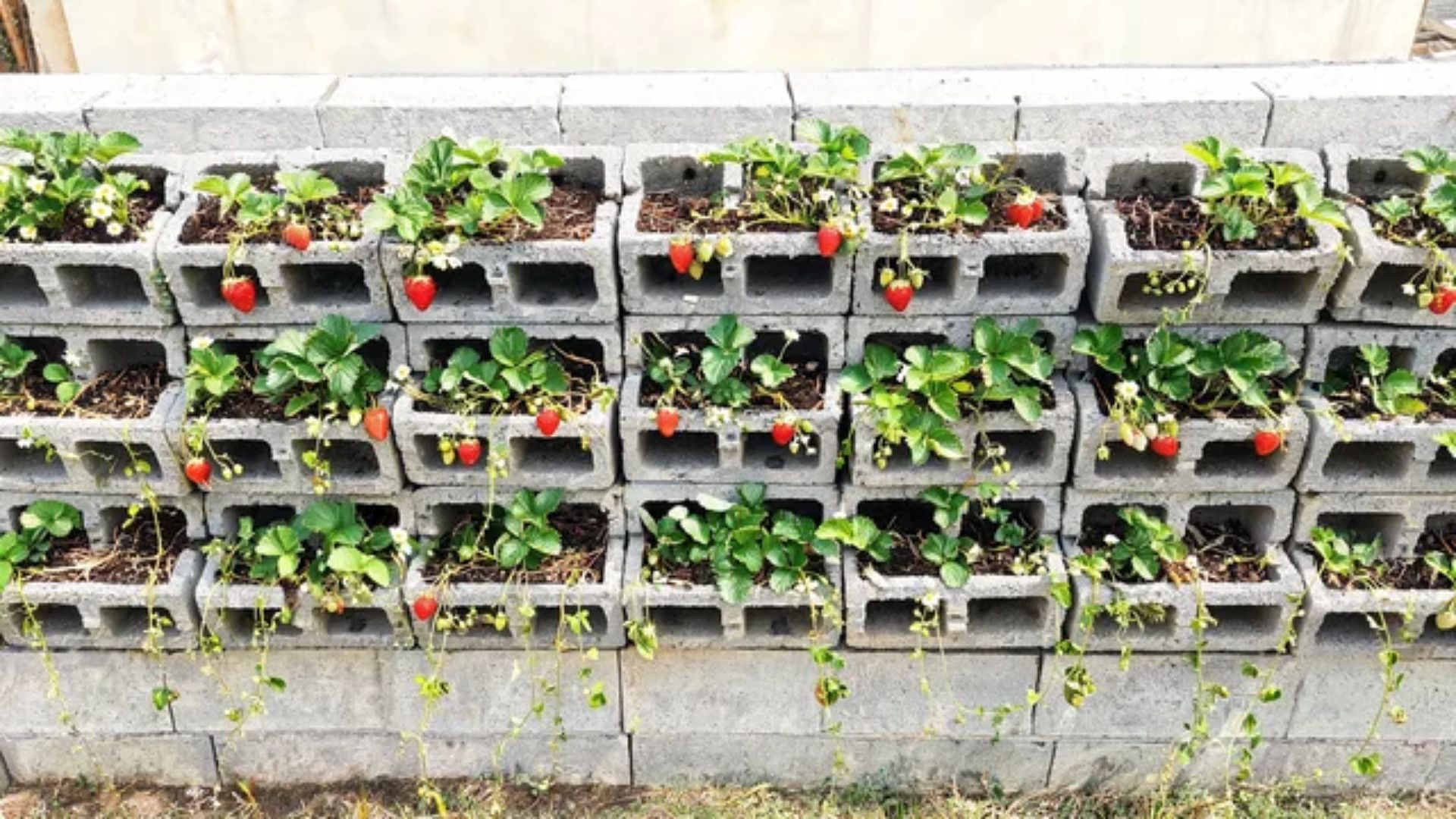 Stacked cinder block wall with strawberry plants in the cores and runners and berries trailing down the faceFile name-strawberry-cinder-block-wall-planter
