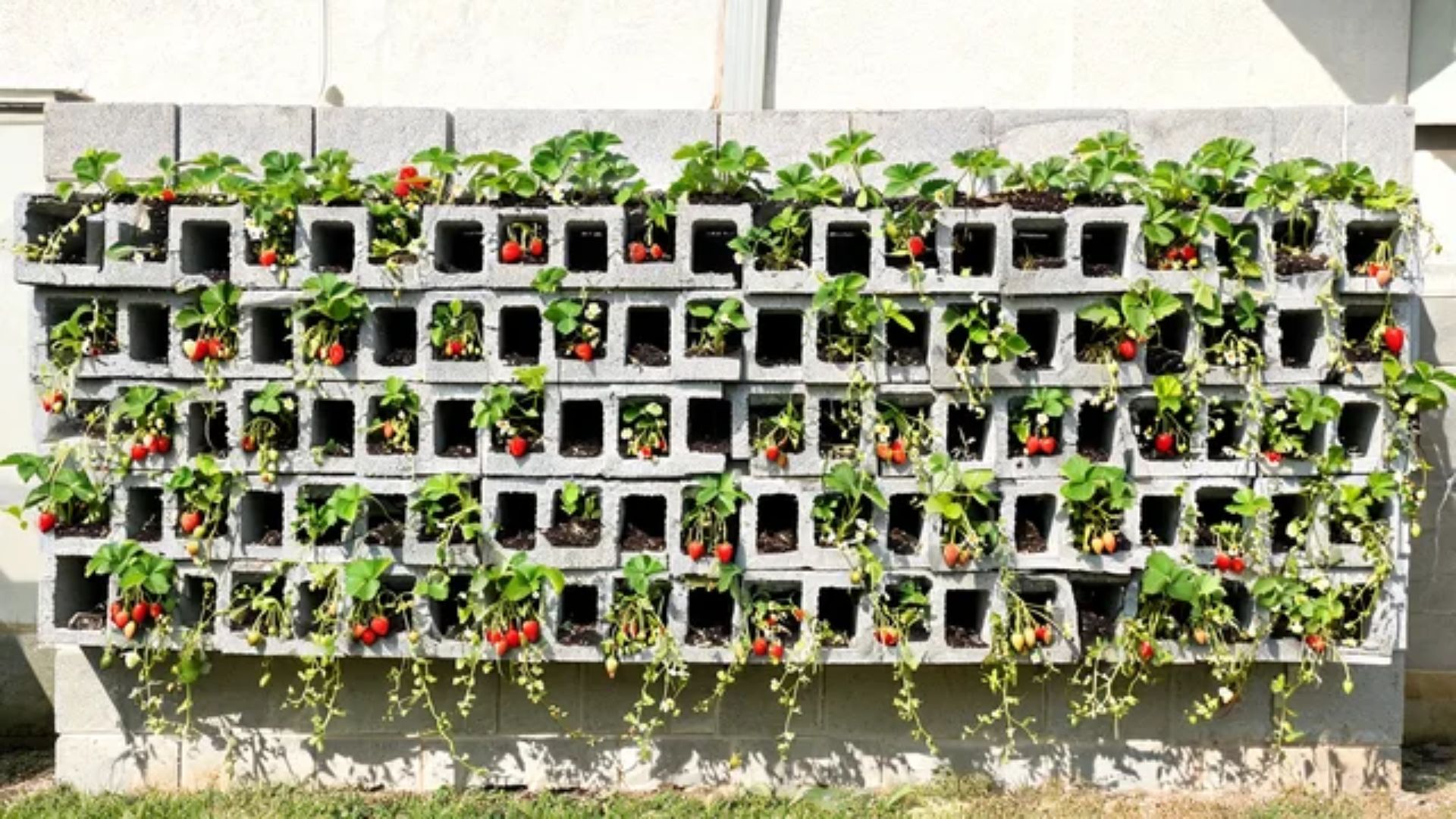 L-shaped stepped cinder block stack against a fence with peppers, bush beans, and leafy greens planted in itFile name-corner-cinder-block-vegetable-tower