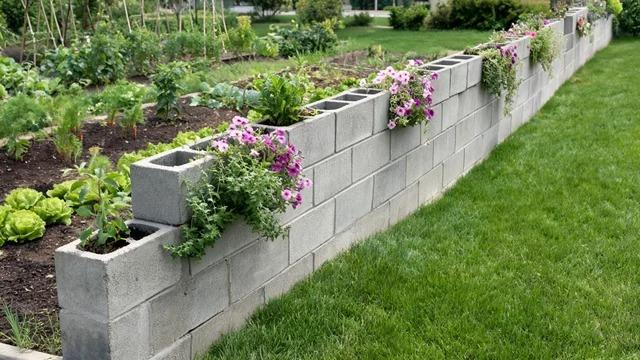 Low cinder block wall between a vegetable patch and a lawn with trailing flowers growing from the top coresFile name-low-cinder-block-garden-divider-wall