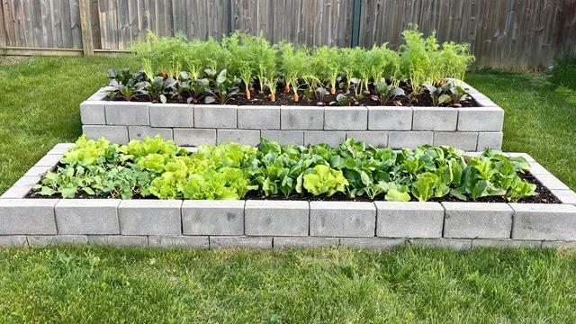 Two-tier cinder block raised bed with carrots and beets in the tall back tier and greens in the lower front tierFile name-two-tier-stepped-cinder-block-bed
