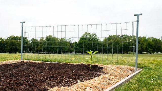 Young squash seedling planted a few inches from the base of a clipped wire cattle panel in a garden bed