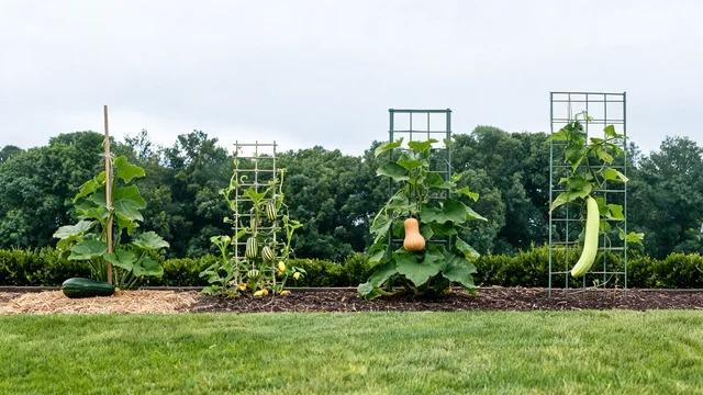 Zucchini on a stake beside delicata, butternut and tromboncino squash vines on trellises in a garden bed