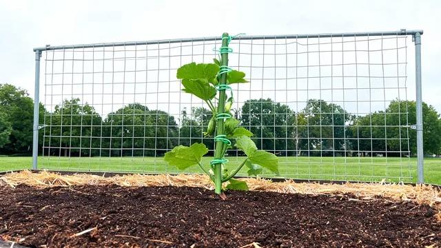 Zucchini stem climbing a cattle panel with several evenly spaced loose garden tape ties and two small fruit